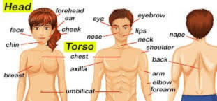 Body Parts Name- Torso