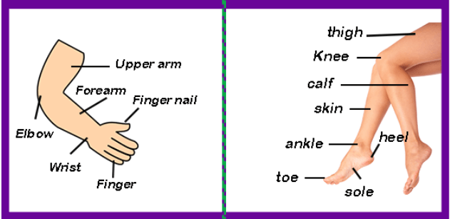Human Body Parts Name In English To Bengali Infoupdate