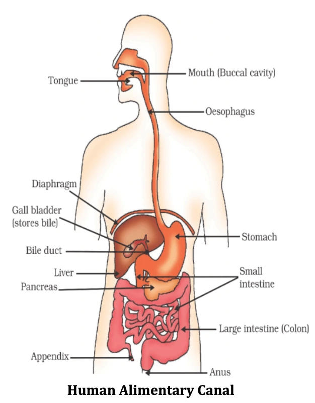 Life Processes- Nutrition