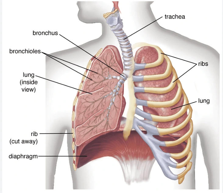 Life Processes-Respiration