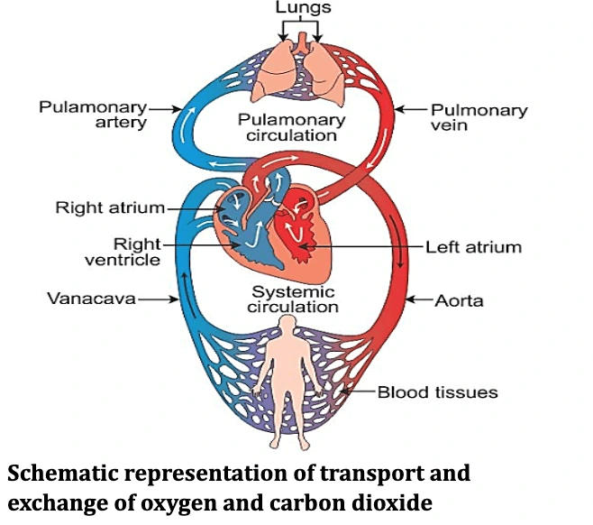 Life Processes- Transportation