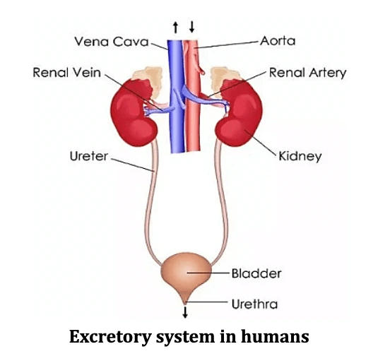 Life Processes-Excretion