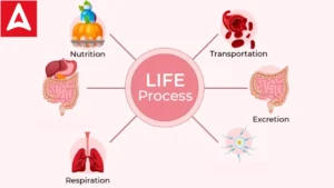 Life Processes