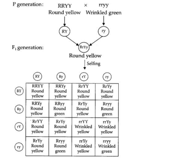 heredity (1)