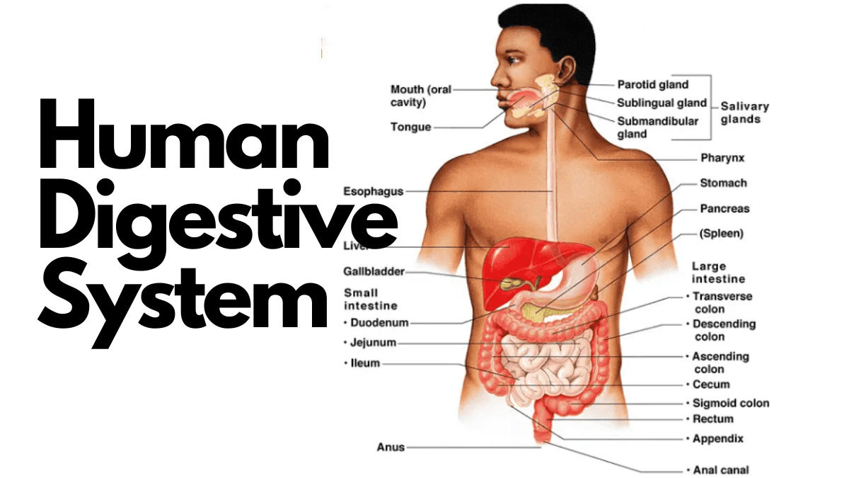 Human Digestive System