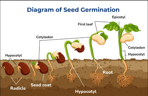 Seed Germination: Definition, Process and Factors_4.1