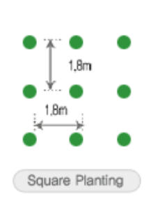 Square Plant Population