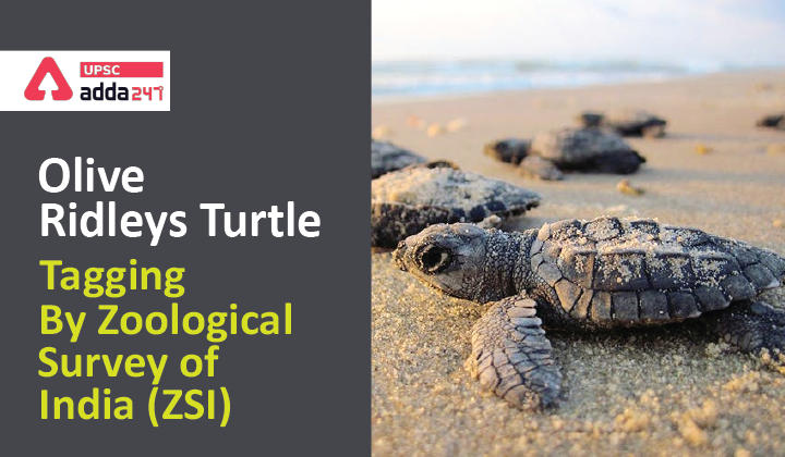 Olive Ridley Sea Turtles UPSC