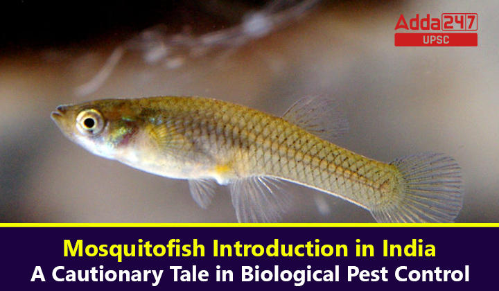 Mosquitofish