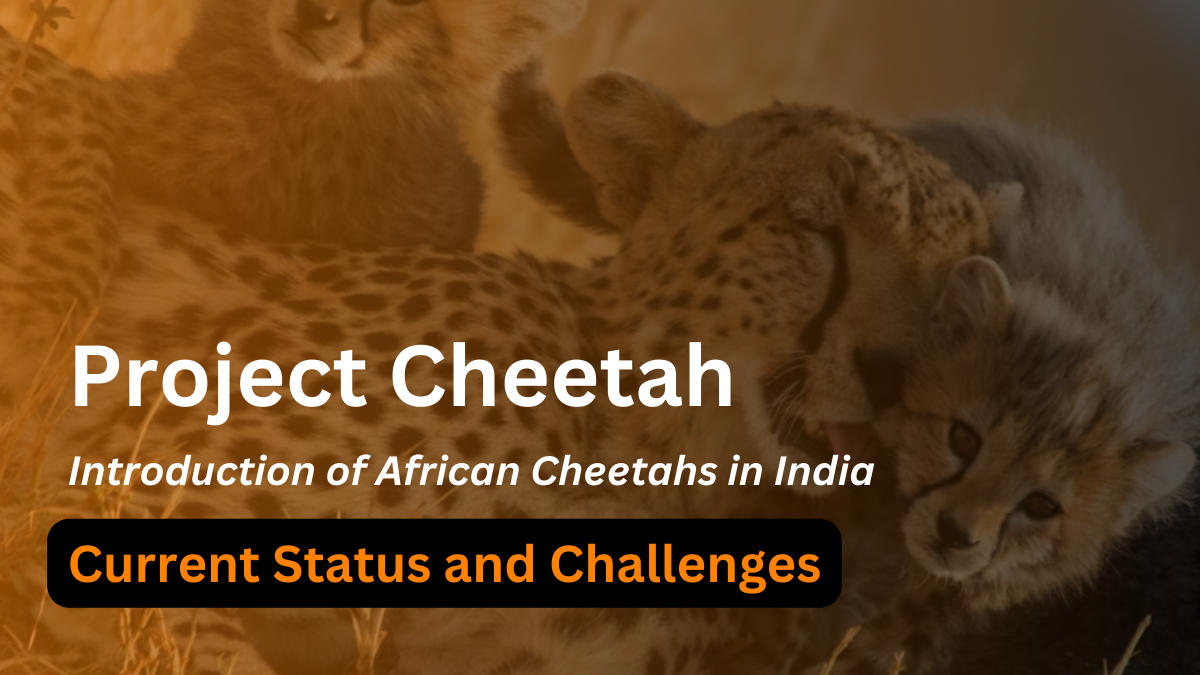 Project Cheetah