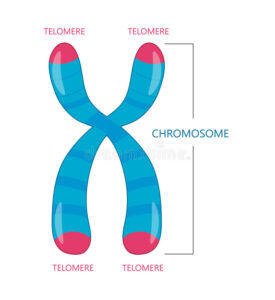 Telomere