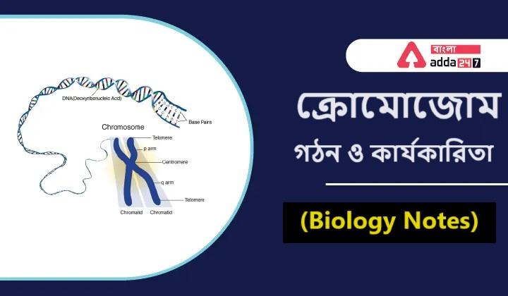 ক্রোমোজোম, গঠন ও কার্যকারিতা- (Biology Notes)