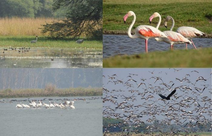 4 more sites in India added to Ramsar list