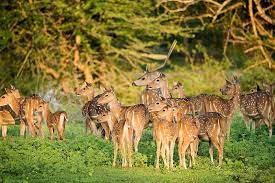 List of National Parks And Wildlife Sanctuaries in Telangana_7.1