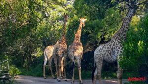 World’s largest safari park