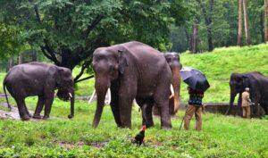 ‘jumbo trails’ in Coimbatore