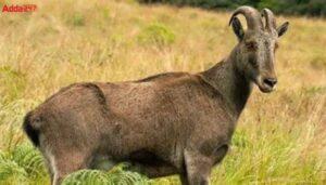 Nilgiri Thar