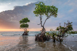 PM Modi Launches Two Schemes for Wetland and Mangrove Conservation on World Environment Day