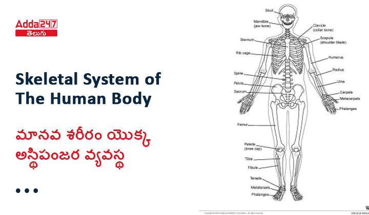 మానవ శరీరం యొక్క అస్థిపంజర వ్యవస్థ, నిర్మాణం మరియు విధులు