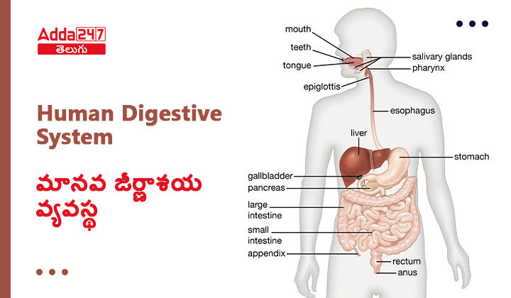 మానవ జీర్ణాశయ వ్యవస్థ