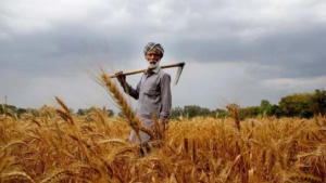 Increase in Minimum Support Prices (MSP) for Rabi Crops in 2024-25 