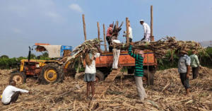 India extends curbs on sugar exports to calm local prices 