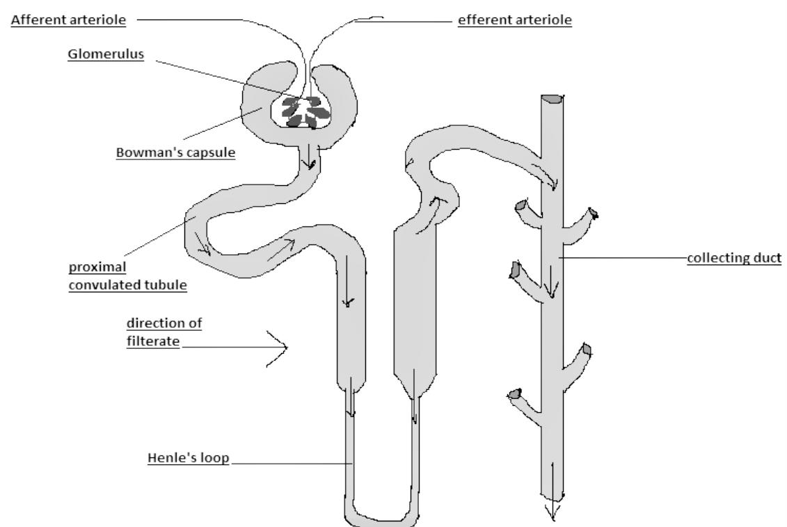 Nephron- Diagram, Function and Structure for Class 10_40.1