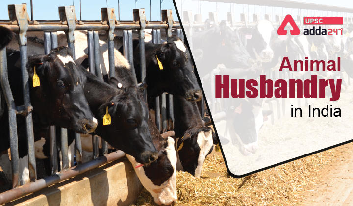 Animal Husbandry in India