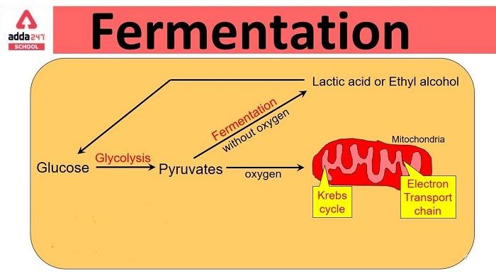 The Process of Conversion of Sugar into Alcohol is Called