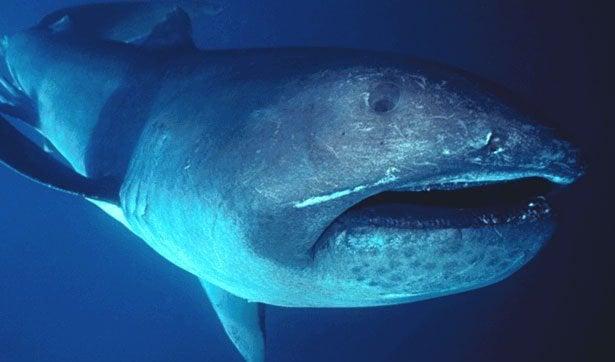 Everything you need to know about the megamouth shark