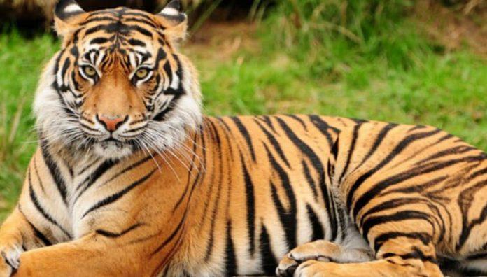 National Animal of India (Royal Bengal Tiger)