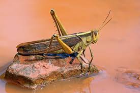 Locust Attack Spreads to 5 States- High alert from Delhi to Karnataka_60.1