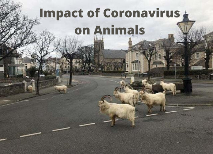 Impact of Coronavirus on Animals