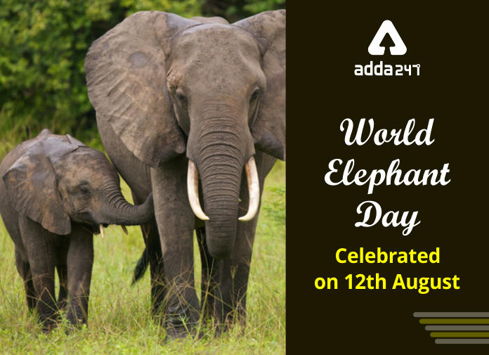 Elephants world. World Elephant Day. 12 August World Elephant Day. Elephant Day in the USA.