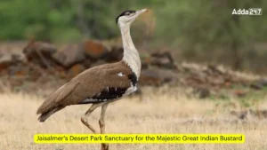 Jaisalmers-Desert-Park-Sanctuary-for-the-Majestic-Great-Indian-Bustard