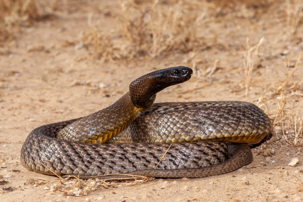 Discover the Deadly Beauty of the Inland Taipan - Billabong Sanctuary