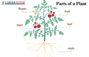 Heterogeneous and Homogeneous Mixture