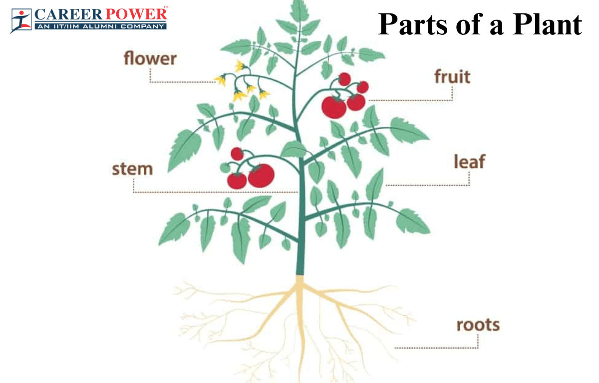 Parts of a Plant Diagram, Functions and Plants Types