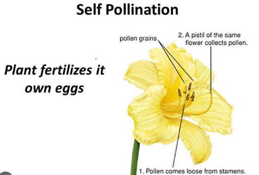 Cross-Pollination Process