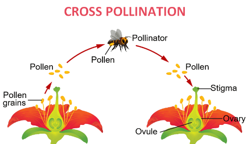 Cross-Pollination Process