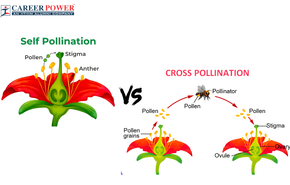 Difference Between Self Pollination And Cross Pollination