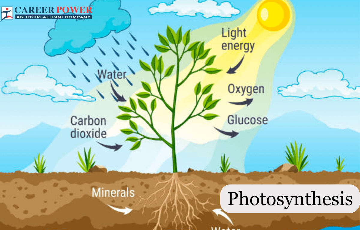 Photosynthesis Definition, Equation, Diagram, Process_20.1