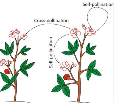 Difference Between Self Pollination and Cross Pollination_3.1