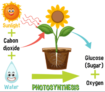 Photosynthesis Definition, Equation, Diagram, Process_30.1