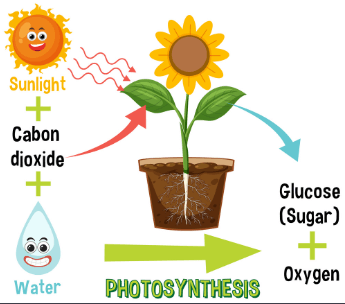 Photosynthesis Definition, Equation, Diagram, Process