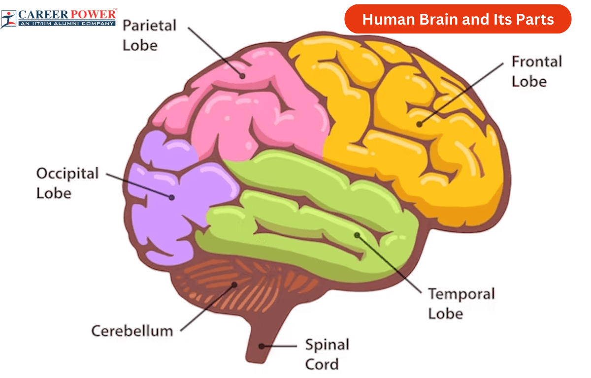 Human Brain Diagram, Parts and Functions_20.1