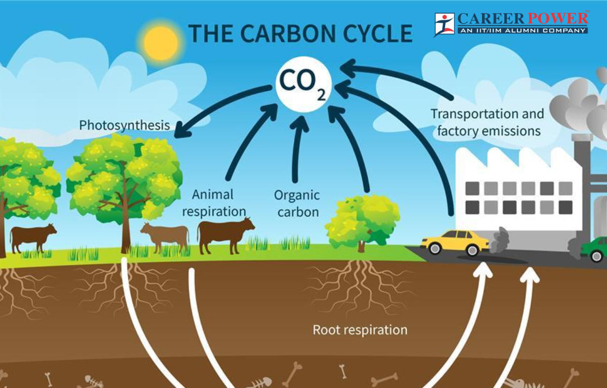 Carbon Cycle: Definition, Process and Types_20.1