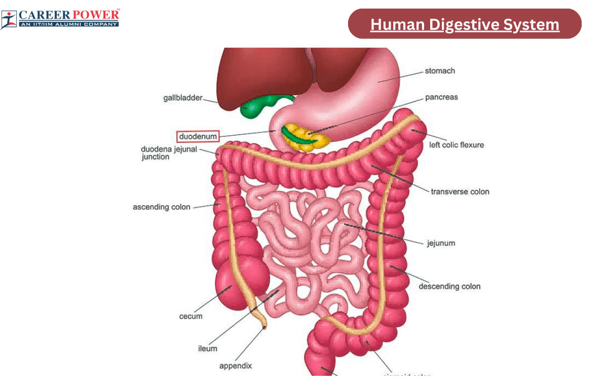 Human Digestive System and it's Functions_20.1