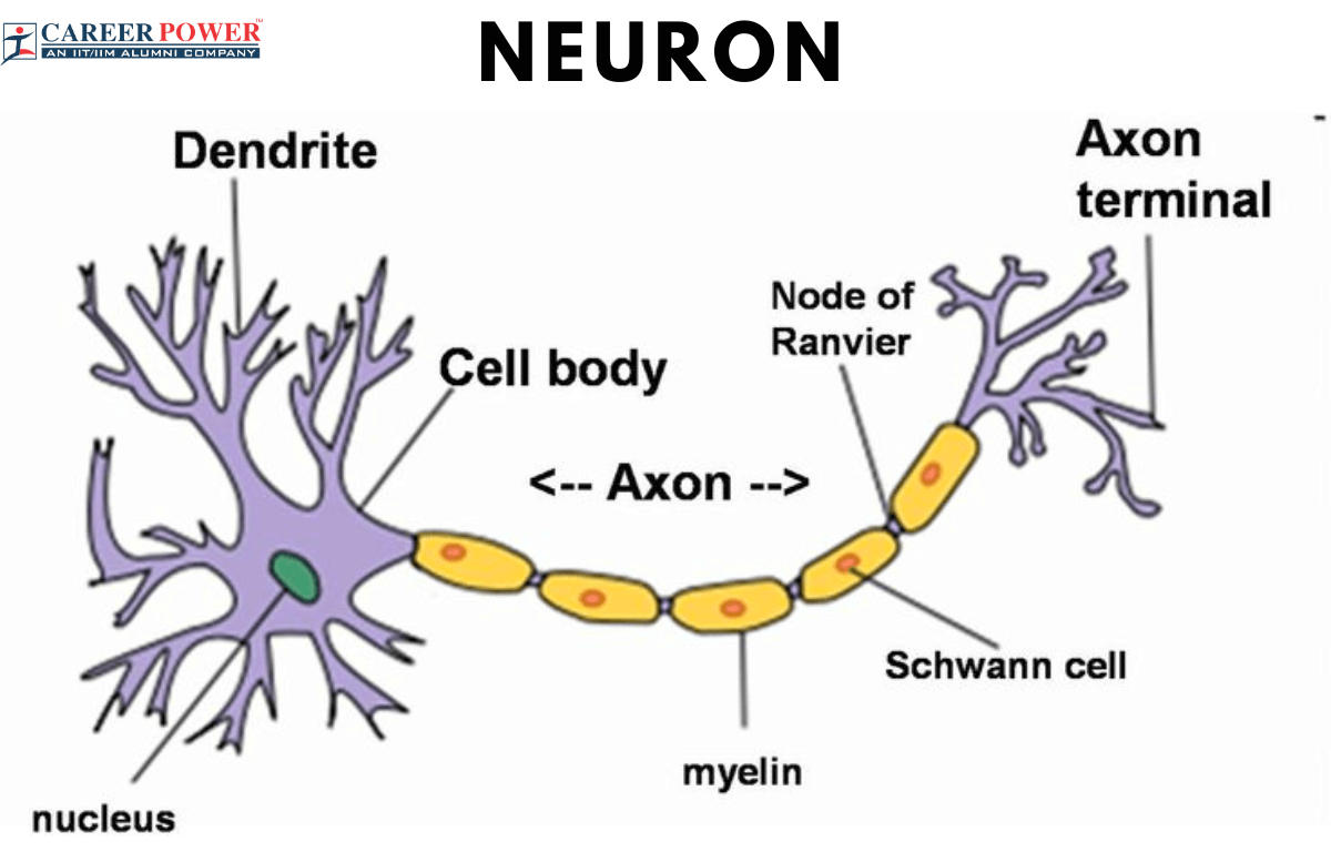 draw a well labelled and a neat diagram of nerve cell and explain nerve cell  elaborately  Brainlyin