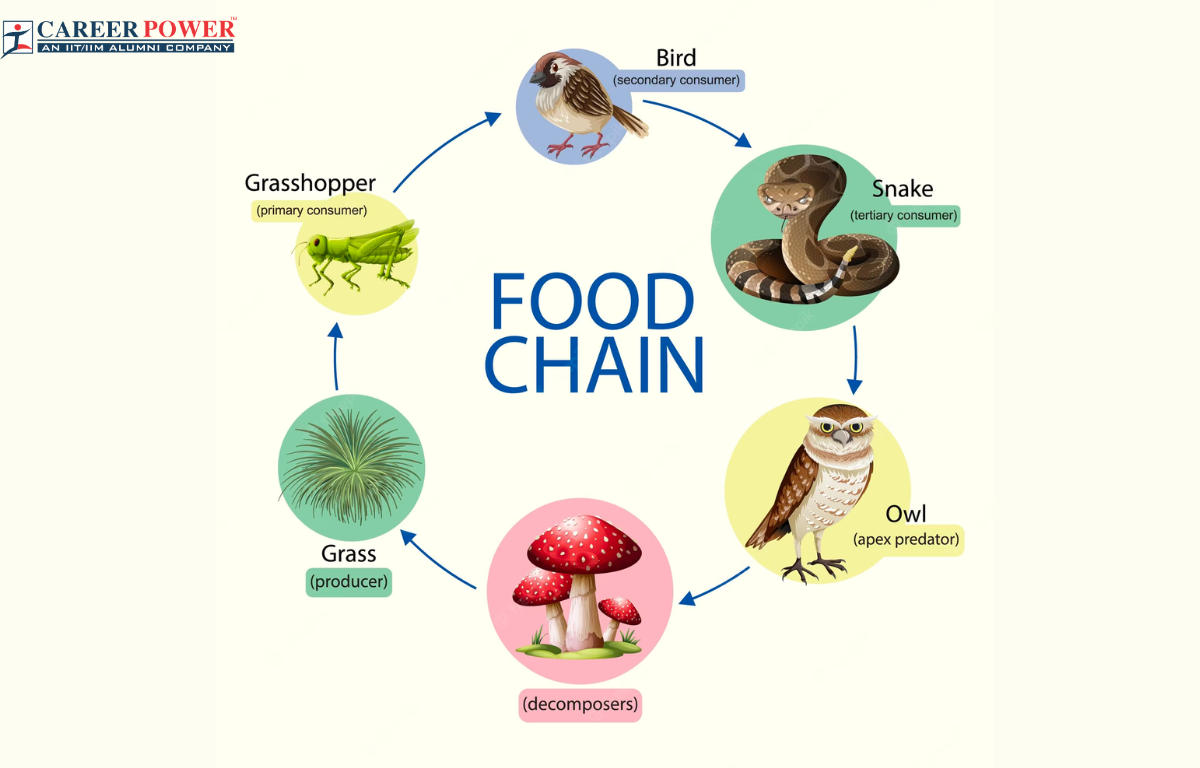 food-chain-examples-biology